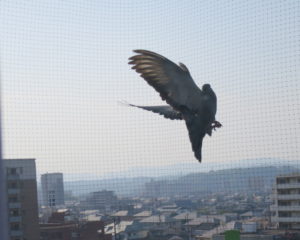 hato6