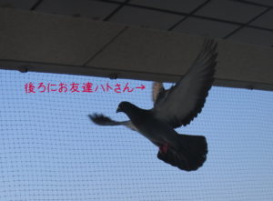 hato8